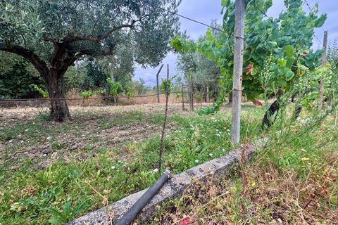 Tomt i Tomar, Santarem, Tomar - € 60 000 | Ref: TL044 - foto 2