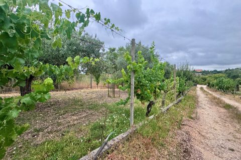 Tomt i Tomar, Santarem, Tomar - € 60 000 | Ref: TL044 - foto 3