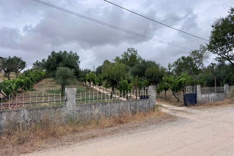 Tomt i Tomar, Santarem, Tomar - € 60 000 | Ref: TL044 - foto 24