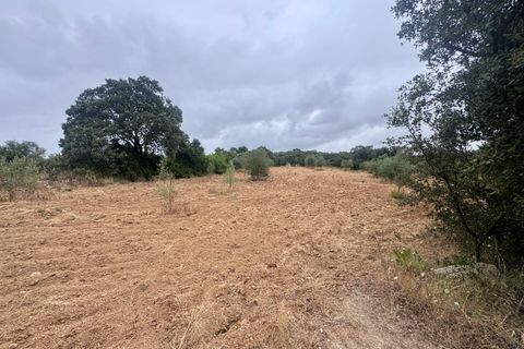 Tomt i Tomar, Santarem, Tomar - € 60 000 | Ref: TL044 - foto 32