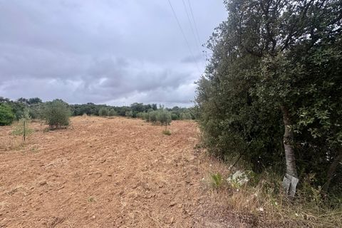 Tomt i Tomar, Santarem, Tomar - € 60 000 | Ref: TL044 - foto 34