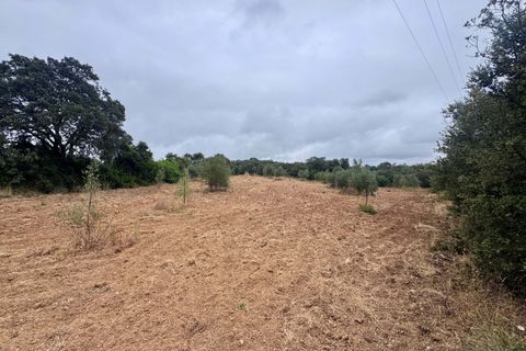 Tomt i Tomar, Santarem, Tomar - € 60 000 | Ref: TL044 - foto 41