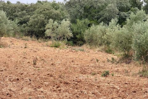 Tomt i Tomar, Santarem, Tomar - € 60 000 | Ref: TL044 - foto 45