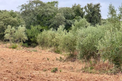 Tomt i Tomar, Santarem, Tomar - € 60 000 | Ref: TL044 - foto 46