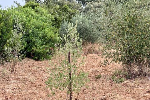 Tomt i Tomar, Santarem, Tomar - € 60 000 | Ref: TL044 - foto 47