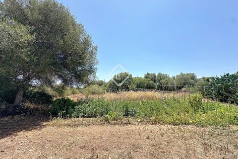 Herregård i Alaior, Menorca, Alaior - € 3 600 000 | Ref: MEN61737 - foto 9