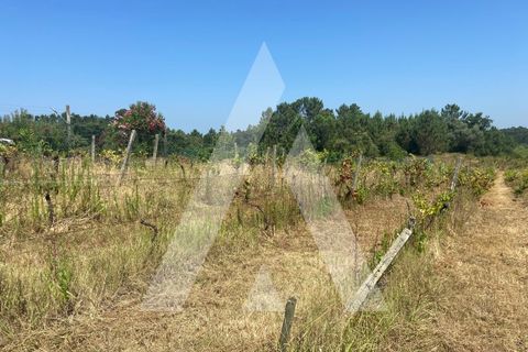 Helårsgrund i Anadia, Aveiro, Anadia - € 33.000 | Ref: 1051330/25 OB - foto 4