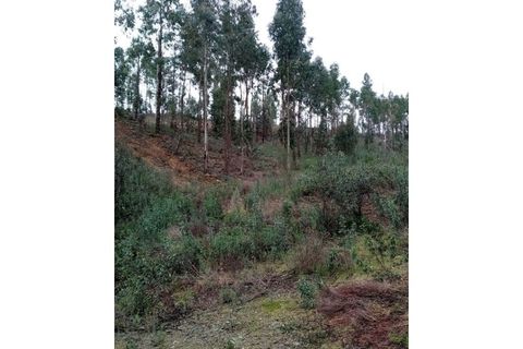 Helårsgrund i Gaviao, Portalegre, Gaviao - € 29.500 | Ref: 7671 - foto 12