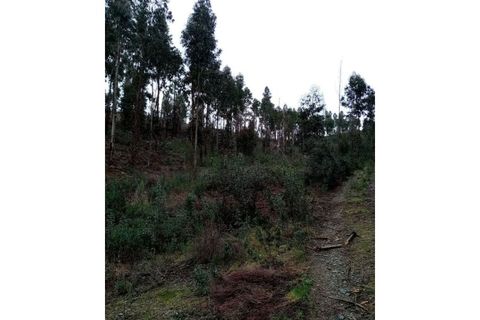 Helårsgrund i Gaviao, Portalegre, Gaviao - € 29.500 | Ref: 7671 - foto 13