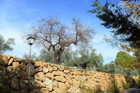 Cortijo i Lubrin, Almeria, Lubrin - € 325.000 | Ref: OLV1883 - foto 14
