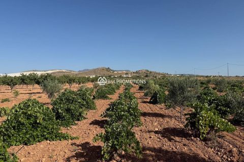 Villa a Aspe, Alicante, Aspe - € 468.000 | Ref: V689 - foto 6
