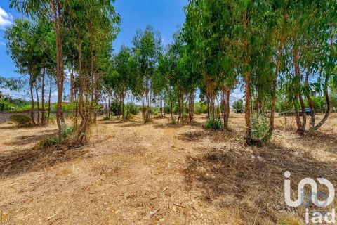 Stadthaus in Abrantes, Santarem, Abrantes - € 500.000 | Ref: 670414 - Foto 9