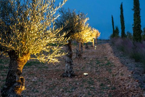 Finca i Sencelles, Mallorca, Sencelles - € 3.500.000 | Ref: 81969 - foto 7