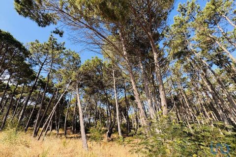 Byhus i Sesimbra, Setubal, Sesimbra - € 575.000 | Ref: 145955 - foto 15