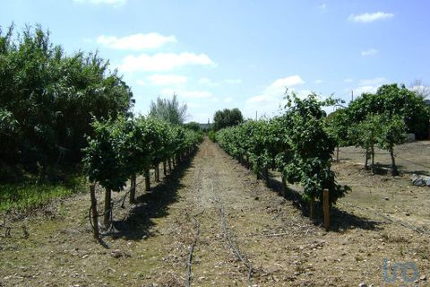 Terra a Beja, Beja, Beja - € 2.500.000 | Ref: 12962 - foto 3