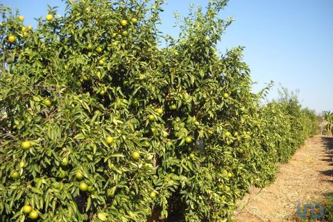 Terra a Beja, Beja, Beja - € 2.500.000 | Ref: 12962 - foto 8