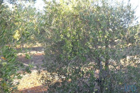 Terra a Beja, Beja, Beja - € 2.500.000 | Ref: 12962 - foto 9