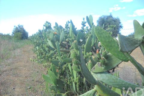 Terra a Beja, Beja, Beja - € 2.500.000 | Ref: 12962 - foto 18