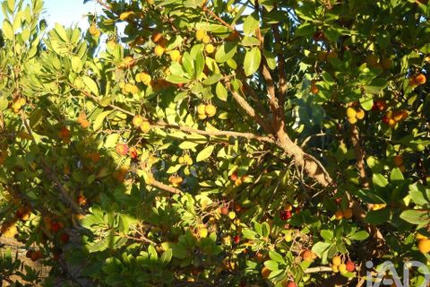 Terra a Beja, Beja, Beja - € 2.500.000 | Ref: 12962 - foto 19