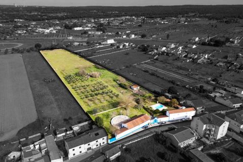 Farm i Abrantes, Santarem, Abrantes - € 498.000 | Ref: SF-SAFTI:007018 - foto 2