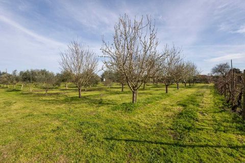 Farm i Abrantes, Santarem, Abrantes - € 498.000 | Ref: SF-SAFTI:007018 - foto 18