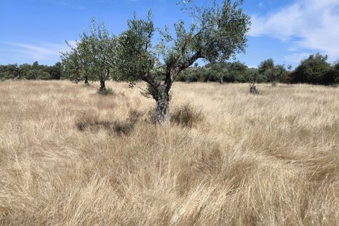 Helårsgrund i Castelo Branco, Castelo Branco, Castelo Branco - € 105.000 | Ref: SÒL_441 - foto 14