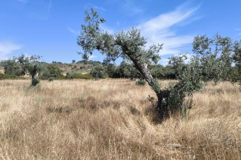 Helårsgrund i Castelo Branco, Castelo Branco, Castelo Branco - € 105.000 | Ref: SÒL_441 - foto 17