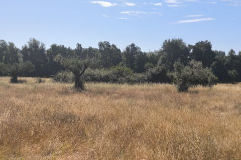 Helårsgrund i Castelo Branco, Castelo Branco, Castelo Branco - € 105.000 | Ref: SÒL_441 - foto 20