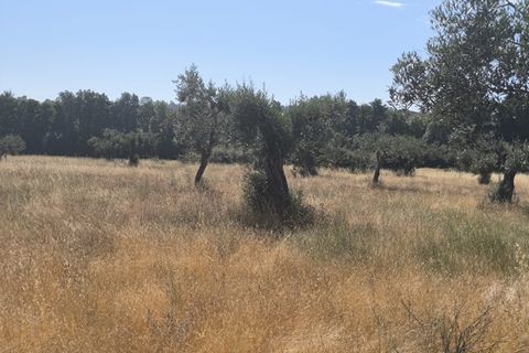 Helårsgrund i Castelo Branco, Castelo Branco, Castelo Branco - € 105.000 | Ref: SÒL_441 - foto 23