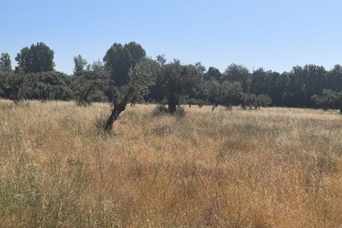 Helårsgrund i Castelo Branco, Castelo Branco, Castelo Branco - € 105.000 | Ref: SÒL_441 - foto 24