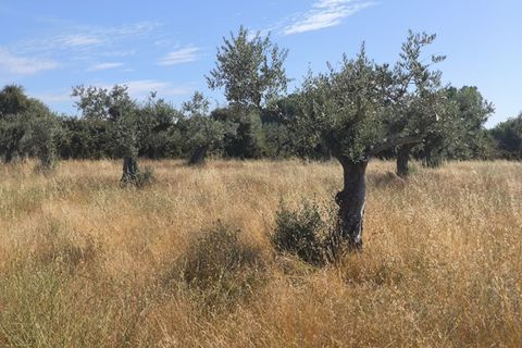 Helårsgrund i Castelo Branco, Castelo Branco, Castelo Branco - € 105.000 | Ref: SÒL_441 - foto 25