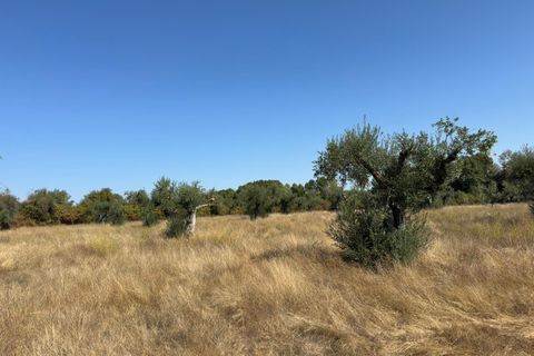 Helårsgrund i Castelo Branco, Castelo Branco, Castelo Branco - € 105.000 | Ref: SÒL_441 - foto 30