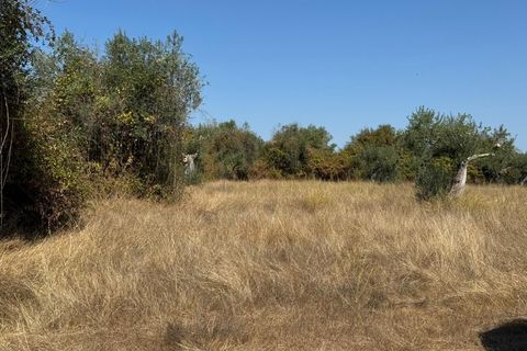 Helårsgrund i Castelo Branco, Castelo Branco, Castelo Branco - € 105.000 | Ref: SÒL_441 - foto 32