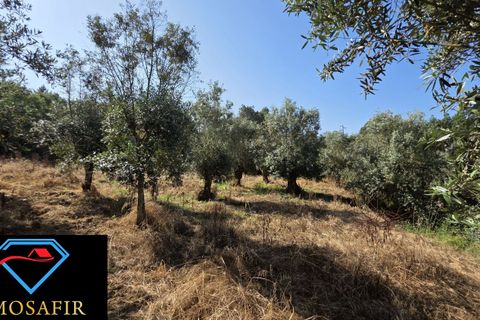 Villa i Tomar, Santarem, Tomar - € 30.000 | Ref: 00636 - foto 12