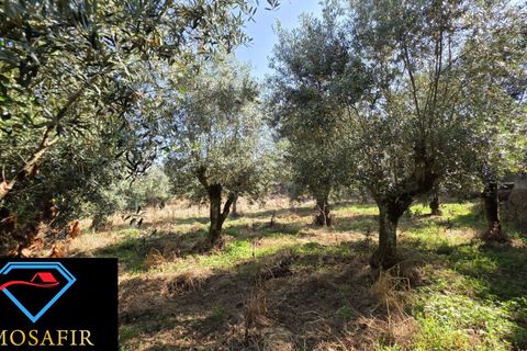 Villa i Tomar, Santarem, Tomar - € 30.000 | Ref: 00636 - foto 13