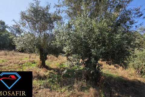 Villa i Tomar, Santarem, Tomar - € 30.000 | Ref: 00636 - foto 15