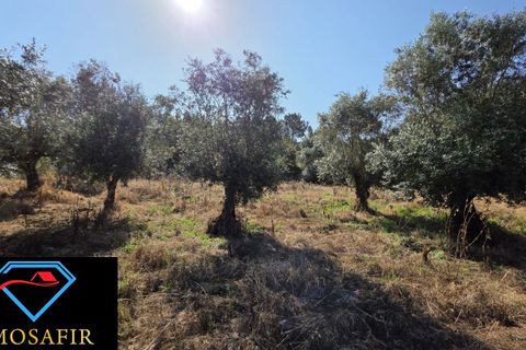 Villa i Tomar, Santarem, Tomar - € 30.000 | Ref: 00636 - foto 16