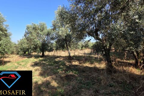 Villa i Tomar, Santarem, Tomar - € 30.000 | Ref: 00636 - foto 18