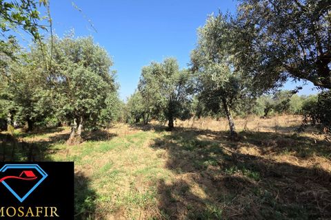 Villa i Tomar, Santarem, Tomar - € 30.000 | Ref: 00636 - foto 19