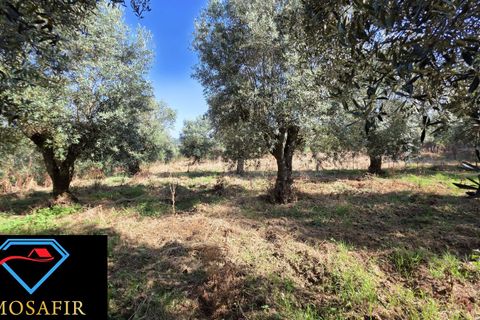 Villa i Tomar, Santarem, Tomar - € 30.000 | Ref: 00636 - foto 20