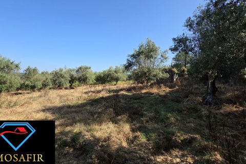 Villa i Tomar, Santarem, Tomar - € 30.000 | Ref: 00636 - foto 21