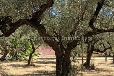 Villa i Loreto Aprutino, Pescara, Loreto Aprutino - € 65.000 | Ref: PNN889 - foto 21