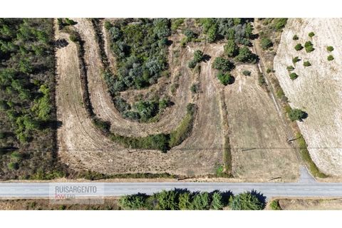 Terra a Ninho do Acor, Castelo Branco, Ninho do Acor - € 45.000 | Ref: TER_201RS210725 - foto 5