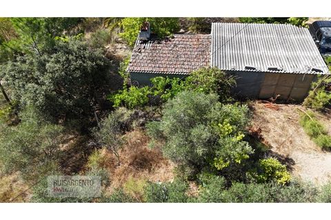 Terra a Ninho do Acor, Castelo Branco, Ninho do Acor - € 45.000 | Ref: TER_201RS210725 - foto 8