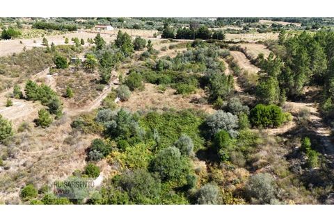Terra a Ninho do Acor, Castelo Branco, Ninho do Acor - € 45.000 | Ref: TER_201RS210725 - foto 9