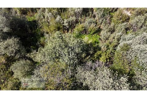 Terra a Ninho do Acor, Castelo Branco, Ninho do Acor - € 45.000 | Ref: TER_201RS210725 - foto 10