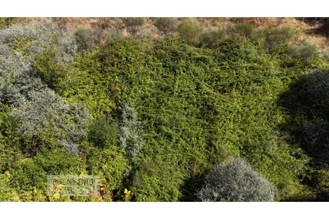 Terra a Ninho do Acor, Castelo Branco, Ninho do Acor - € 45.000 | Ref: TER_201RS210725 - foto 11