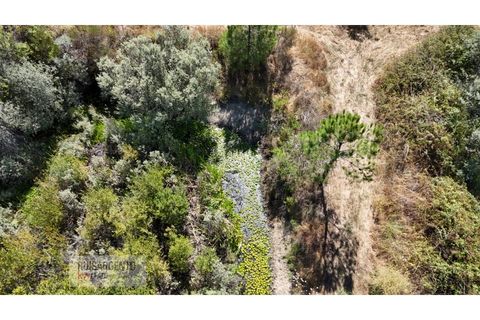 Terra a Ninho do Acor, Castelo Branco, Ninho do Acor - € 45.000 | Ref: TER_201RS210725 - foto 12