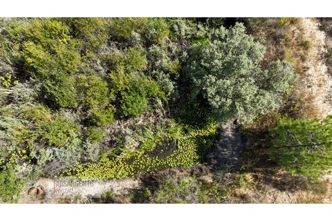 Terra a Ninho do Acor, Castelo Branco, Ninho do Acor - € 45.000 | Ref: TER_201RS210725 - foto 14