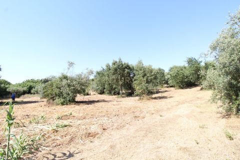 Helårsgrund i Olaia e Paco, Santarem, Olaia e Paco - € 28.500 | Ref: C0452-00144 - foto 6